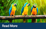Global Shipping Animals