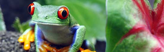 Ship to Costa Rica Frog